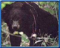 Black Beer, Wild Life Tour Of Uttaranchal